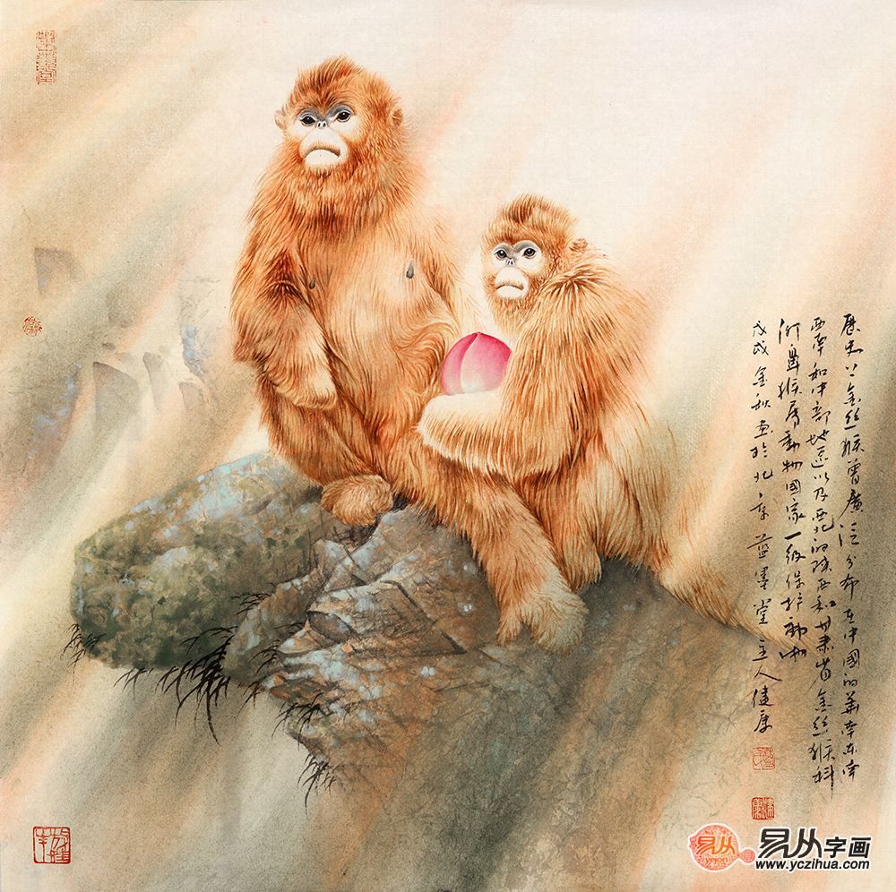 蓝健康猴子图